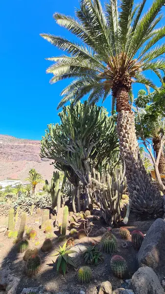 Kaktüsler, Kanarya Adaları 'nda, sıcak ve kuru iklime mükemmel uyum sağlayan parlak mavi gökyüzünün altında kurak volkanik manzaralar oluştururlar.