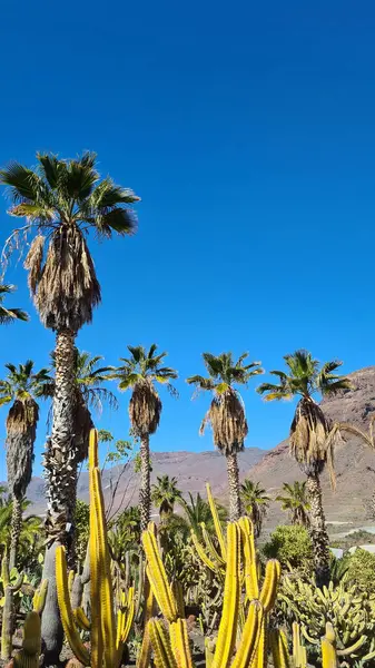 Kaktüsler, Kanarya Adaları 'nda, sıcak ve kuru iklime mükemmel uyum sağlayan parlak mavi gökyüzünün altında kurak volkanik manzaralar oluştururlar.