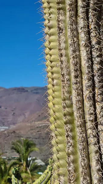 Kaktüsler, Kanarya Adaları 'nda, sıcak ve kuru iklime mükemmel uyum sağlayan parlak mavi gökyüzünün altında kurak volkanik manzaralar oluştururlar.