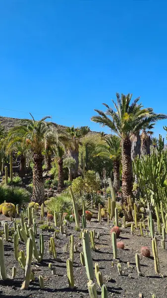 Kaktüsler, Kanarya Adaları 'nda, sıcak ve kuru iklime mükemmel uyum sağlayan parlak mavi gökyüzünün altında kurak volkanik manzaralar oluştururlar.
