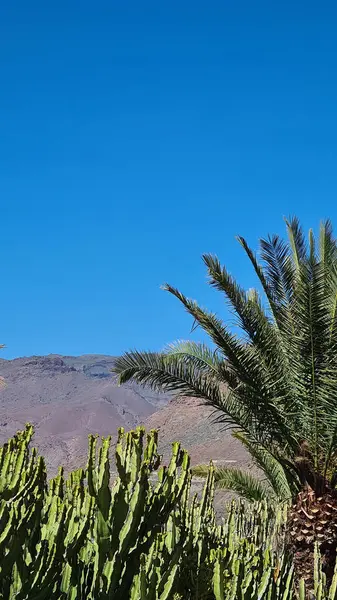 Kaktüsler, Kanarya Adaları 'nda, sıcak ve kuru iklime mükemmel uyum sağlayan parlak mavi gökyüzünün altında kurak volkanik manzaralar oluştururlar.