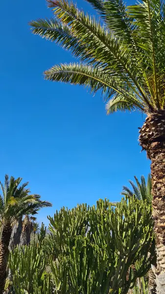 Kaktüsler, Kanarya Adaları 'nda, sıcak ve kuru iklime mükemmel uyum sağlayan parlak mavi gökyüzünün altında kurak volkanik manzaralar oluştururlar.