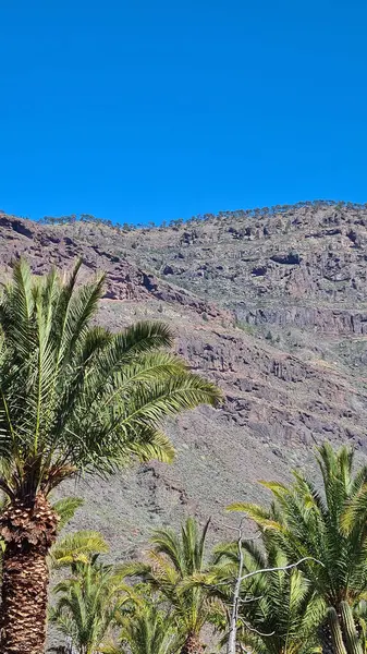 Kaktüsler, Kanarya Adaları 'nda, sıcak ve kuru iklime mükemmel uyum sağlayan parlak mavi gökyüzünün altında kurak volkanik manzaralar oluştururlar.