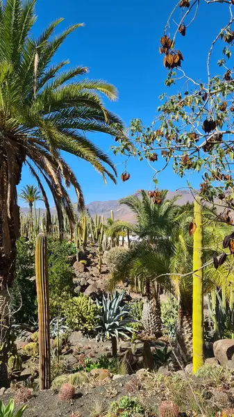 Kaktüsler, Kanarya Adaları 'nda, sıcak ve kuru iklime mükemmel uyum sağlayan parlak mavi gökyüzünün altında kurak volkanik manzaralar oluştururlar.