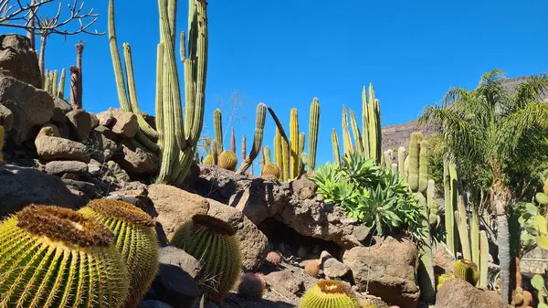 Kaktüsler, Kanarya Adaları 'nda, sıcak ve kuru iklime mükemmel uyum sağlayan parlak mavi gökyüzünün altında kurak volkanik manzaralar oluştururlar.