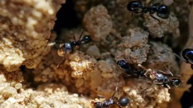 Yeraltındaki evlerini inşa etmek ve genişletmek için birlikte çalışarak kolonilerinin girişinden çıkan karıncalara yakın çekim.
