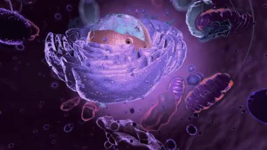 Eukaryote, çekirdeğe odaklan - 3 boyutlu illüstrasyon