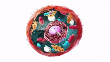 Ökaryotik hücre, çekirdek ve organellerin bileşenleri - 3d illüstrasyon