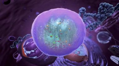 Eukaryote, lizozoma odaklan - 3 boyutlu illüstrasyon