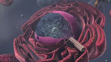 Ökaryotik hücrenin bileşenleri - 3 boyutlu illüstrasyon