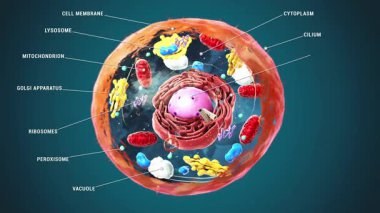Etiketlenmiş ökaryotik hücre, çekirdek ve organeller ve plazma zarları - 3d illüstrasyon