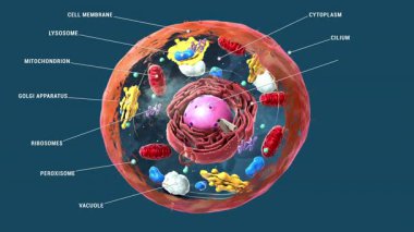 Etiketlenmiş ökaryotik hücre, çekirdek ve organeller ve plazma zarları - 3d illüstrasyon