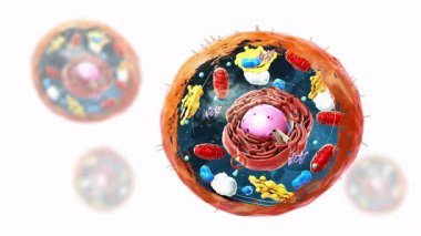 Ökaryotik hücre, çekirdek ve organellerin bileşenleri - 3d illüstrasyon