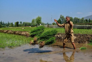 20 Haziran 2023, Srinagar Kashmir, Hindistan: Srinagar 'ın dışındaki bir çeltik tarlasında bir Kaşmir çiftçisi çalışıyor. Haziran ayında Kaşmir 'deki tüm çiftçiler çeltik ekmekle ve Kaşmir geleneğine göre