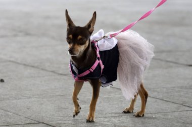 27 Haziran 2023 'te Mexico City, Meksika' da Kuduz aşısı kampanyası sırasında Iztapalapa Belediye Binası 'ndaki bir aşı merkezinde aşılamak için köpekleriyle bir araya gelen insanlar görülüyor. 27 Haziran 2023 'te Mexico City, Meksika