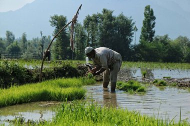 20 Haziran 2023, Srinagar Kashmir, Hindistan: Srinagar 'ın dışındaki bir çeltik tarlasında bir Kaşmir çiftçisi çalışıyor. Haziran ayında Kaşmir 'deki tüm çiftçiler çeltik ekmekle ve Kaşmir geleneğine göre
