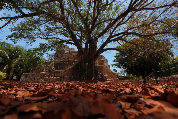 Maj 2023 Cancun Quintana Roo Mecos Arkeologiska Zon Arkeologisk Plats — Stockfoto
