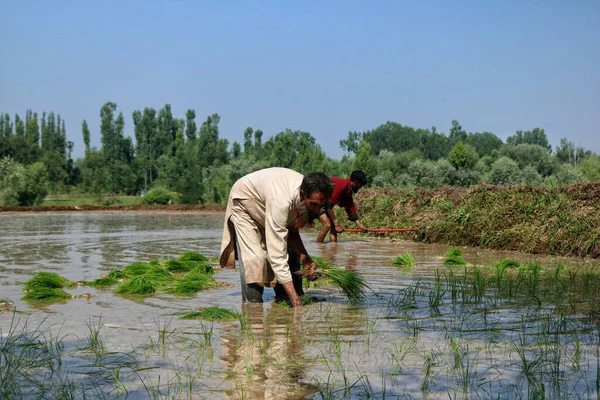 2023年6月20日 インドのシュリンガル カシミール カシミール農民はシュリンガル郊外の田舎で働いている カシミールの6月の月には パディを播種するのに忙しいとカシミールの伝統によると — ストック写真