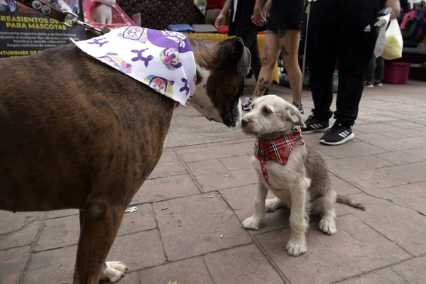 Ιουλίου 2023 Πόλη Του Μεξικού Μεξικό Σκυλιά Συνοδεύονται Από Τους — Φωτογραφία Αρχείου