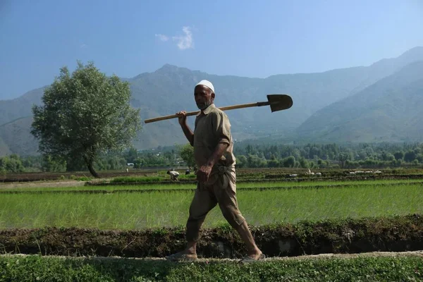 Juin 2023 Srinagar Cachemire Inde Fermier Cachemire Traverse Une Rizière — Photo