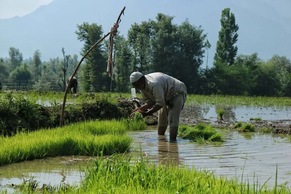 2023年6月20日 インドのシュリンガル カシミール カシミール農家はシュリンガル郊外のパディフィールドで働いている カシミールの6月の月には パディを播種するのに忙しいとカシミールの伝統によると — ストック写真