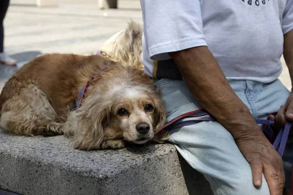 Ιουνίου 2023 Πόλη Του Μεξικού Μεξικό Πρόσωπα Παρίστανται Σκυλιά Τους — Φωτογραφία Αρχείου