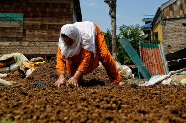 August 10,2023, Srinagar Kashmir, India : A woman spreads out clods of clay to dry in the sun before they are sculpted into Tumbaknari and other earthenware on the outskirts of Srinagar. In Kashmiri weddings, traditional music holds immense cultural  clipart