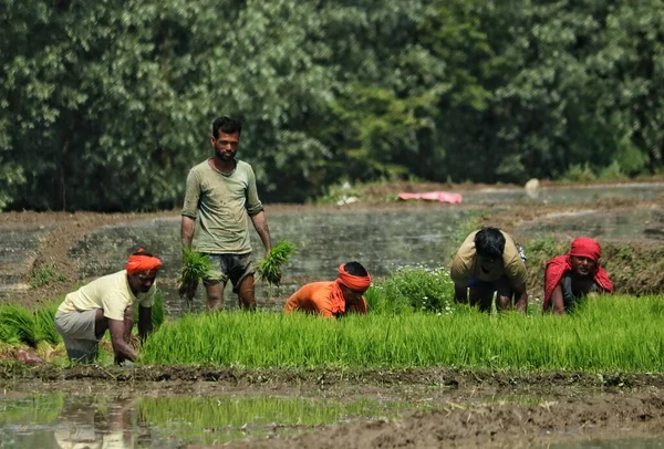 2023年6月20日 インドのシュリンガル カシミール 労働者はシュリンガル郊外のパディフィールドで働いている カシミールの6月の月には パディを播種するのに忙しいとカシミールの伝統によると — ストック写真