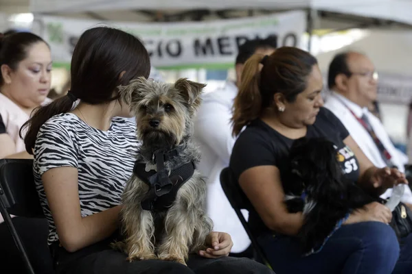 Ιουνίου 2023 Πόλη Του Μεξικού Μεξικό Πρόσωπα Παρίστανται Σκυλιά Τους — Φωτογραφία Αρχείου