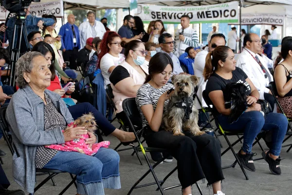 June 2023 Mexico City Mexico Persons Attend Dogs Vacinate Them — Stock Photo, Image