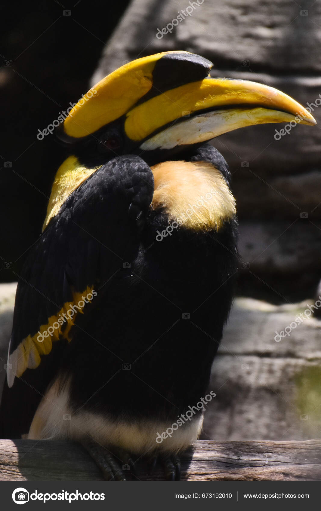 Great Hornbill Species Seen Its Habitat Species Conservation Program