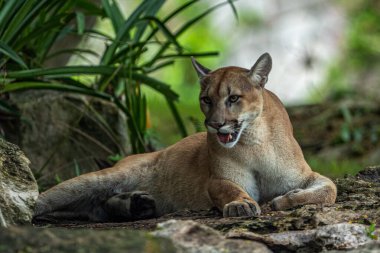 Xcaret Park Hayvanat Bahçesi 'ndeki habitatlarında dinlenirken görülen bir Puma.