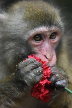Bir Çin maymunu Chapultepec hayvanat bahçesinde esaret altında çiçek yerken görülüyor.