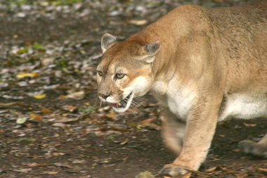 Bir Cougar, Xcaret 'te bir hayvanat bahçesinde türünü korumak için tutsak olarak görülüyor.