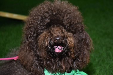 Mexico City 'de bir parkta Labradoodle köpeğinin portresi görülüyor.