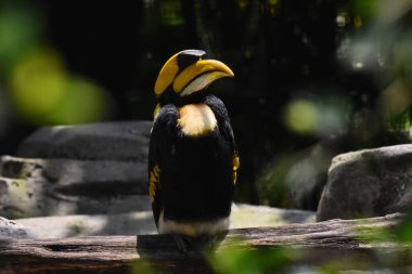Bir tür koruma programı sırasında doğal ortamında görülen Büyük Boynuz Faturası türünün, Chapultepec Hayvanat Bahçesi 'nde tutsak edilmiş 1803 hayvanı vardır.