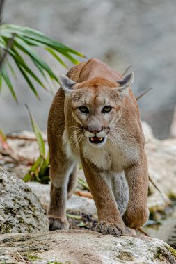 Xcaret Park Hayvanat Bahçesi 'ndeki habitatlarında dinlenirken görülen bir Puma.