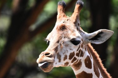 Chapultepec Meksika hayvanat bahçesinde esaret altında yemek yiyen bir zürafa görülüyor.