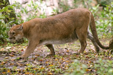 Bir Cougar, Xcaret 'te bir hayvanat bahçesinde türünü korumak için tutsak olarak görülüyor.