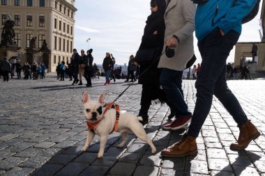 İnsanlar Prag şehrinin merkezinde evcil hayvanlarıyla yürüyorlar.
