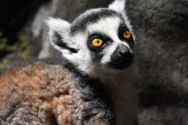 Chapultepec Meksika hayvanat bahçesinde esir tutulduğu sırada Lemur Halka Kuyruklu bir hayvanın yemek yediği görülüyor.