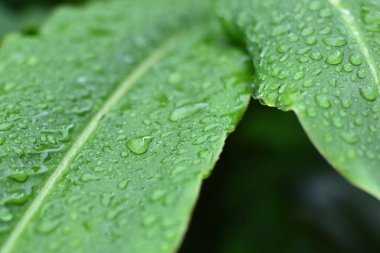 Yağmur nedeniyle bir bitki su damlacıklarıyla görünür.