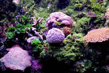 Mercan resifi akvaryumu, Meksika Karayipleri 'nin çok renkli sualtı bahçelerinin biyolojik çeşitliliğini sergiler. Akvaryumda 300 'den fazla mercan başarıyla yerleştirildi.