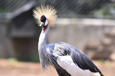 Chapultepec Meksika Hayvanat Bahçesi 'nde esir tutulduğu sırada bir Crane görüldü.