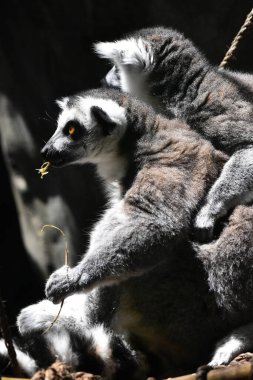 Chapultepec Meksika hayvanat bahçesinde esir tutulduğu sırada Lemur Halka Kuyruklu bir hayvanın yemek yediği görülüyor.