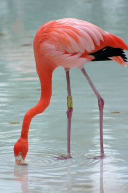 Flamingolar, Xcaret Park 'ın Flamingo Çiftliği' ndeki doğal ortamlarında görüldüler.