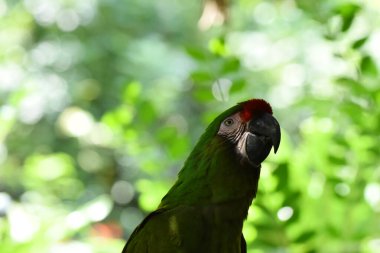 Bir tür koruma programı sırasında doğal ortamında görülen kızıl başlı bir papağan türü olan hayvanat bahçesinde 1803 hayvan Chapultepec Hayvanat Bahçesi 'nde tutsak tutulmaktadır.