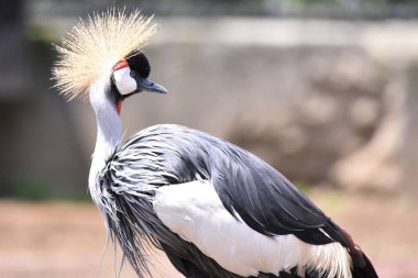 Chapultepec Meksika Hayvanat Bahçesi 'nde esir tutulduğu sırada bir Crane görüldü.