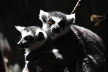 Chapultepec Meksika hayvanat bahçesinde esir tutulduğu sırada Lemur Halka Kuyruklu bir hayvanın yemek yediği görülüyor.