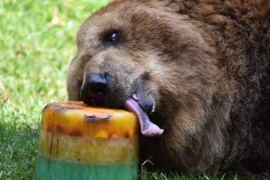 Bir Boz Ayı, Chapultepec Meksika hayvanat bahçesinde esir tutulduğu sırada bal yerken görülüyor.